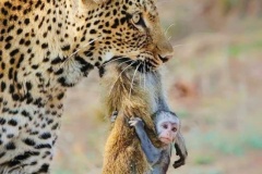 uganda_wildlife_safaris-1