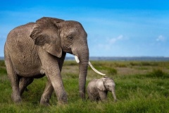 uganda_wildlife_safaris-10