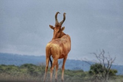 uganda_wildlife_safaris-11