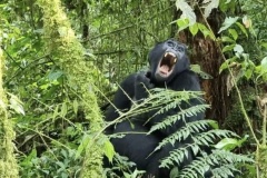 uganda_wildlife_safaris-14