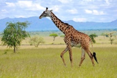 uganda_wildlife_safaris-15