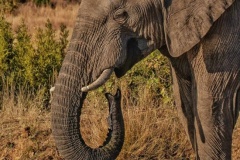 uganda_wildlife_safaris-17