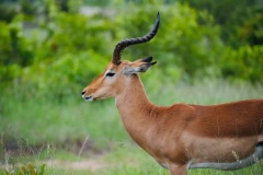 uganda_wildlife_safaris-2
