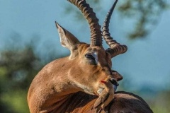 uganda_wildlife_safaris-20