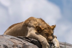uganda_wildlife_safaris-23