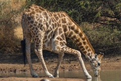 uganda_wildlife_safaris-24
