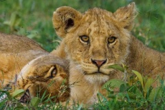 uganda_wildlife_safaris-25