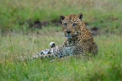 uganda_wildlife_safaris-27