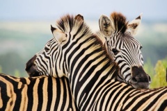 uganda_wildlife_safaris-28