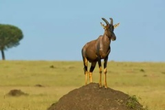 uganda_wildlife_safaris-31