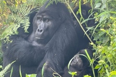 uganda_wildlife_safaris-6
