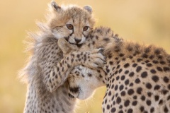 uganda_wildlife_safaris-7