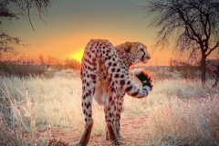 uganda_wildlife_safaris-8