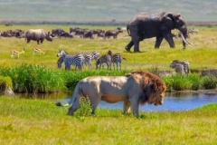 uganda_wildlife_safaris