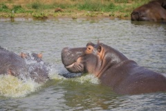 wildlife_safaris_in_uganda-3