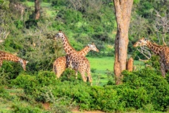 wildlife_safaris_in_uganda-5