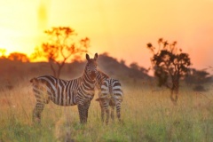 wildlife_safaris_in_uganda-6