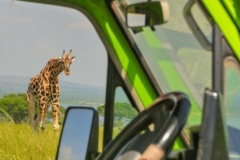 wildlife_safaris_in_uganda-7