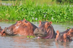 wildlife_safaris_uganda-1