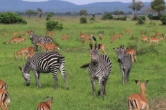 wildlife_safaris_uganda-20