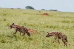 wildlife_safaris_uganda-22