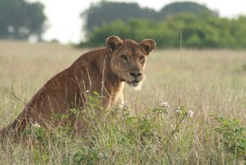 Lion-in-Queen-Elizabet-national-park