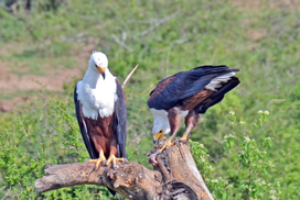 african-fish-eagles_ziwa