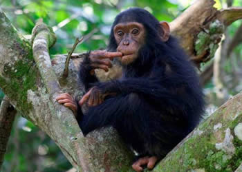 baby-chimp