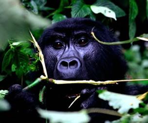 bwindi-gorilla