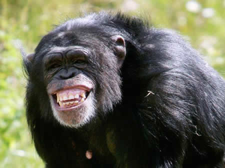 chimpanzee-ngamba-island