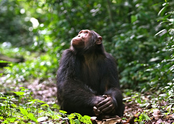 chimpanzee-trekking