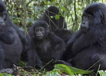 gorilla-family