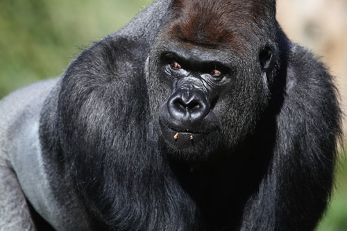 Gorilla tracking Uganda Safaris, gorilla tours, budget gorilla safaris, gorilla permits, Mgahinga Gorilla National Park gorilla trekking