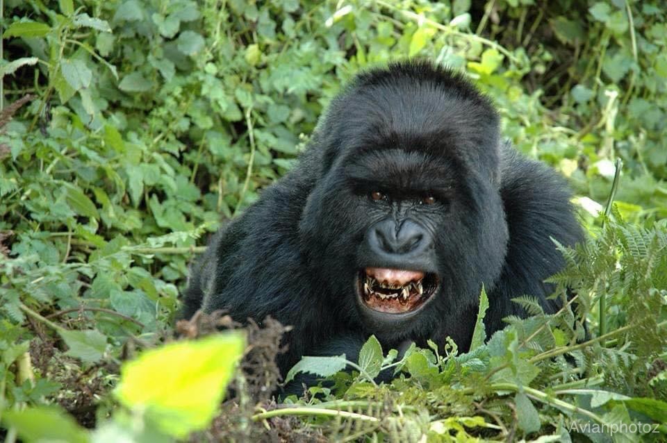 gorillas_chimps_tracking