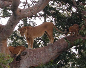 tree-climbing-lions