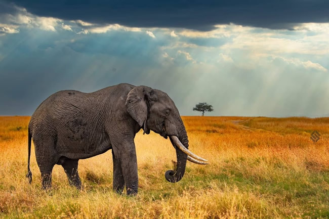 uganda_gorilla_wildlife_safari