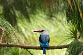 woodland-kingfisher