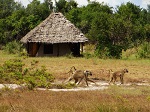 Zanzibar Casa del