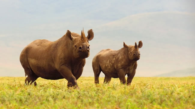 Black-Rhinos-Ngorongoro-Crater-Tanzania