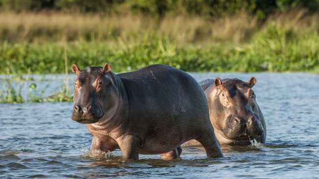 Hippopotamus walking in Katuma river in Katavi National Park