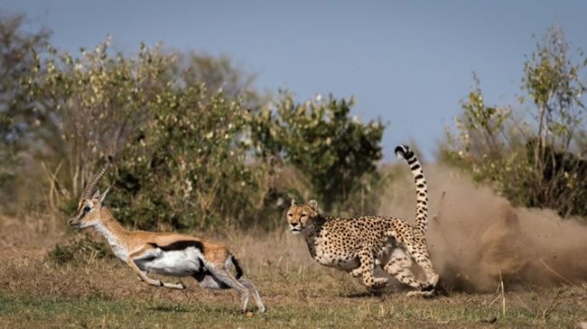 male-Cheetah-hunting-in-Ruaha-National-Park