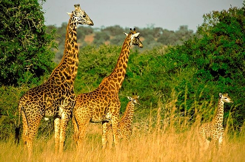 Akagera National Park Rwanda