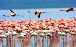 Lake Manyara National Park-Greater Flamingoes
