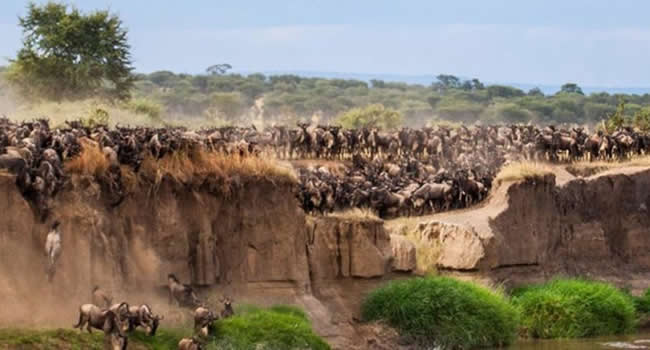 Serengeti Wildebeest Safaris