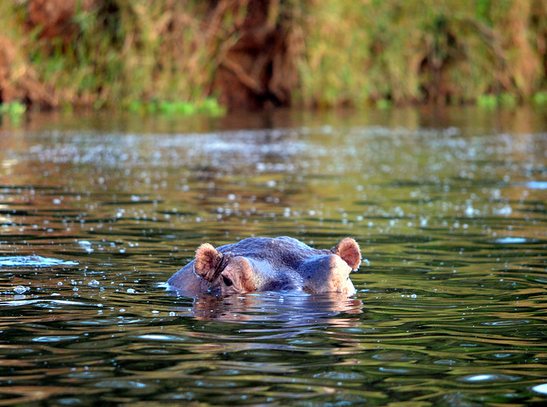 Lake Mburo National Park Hippos