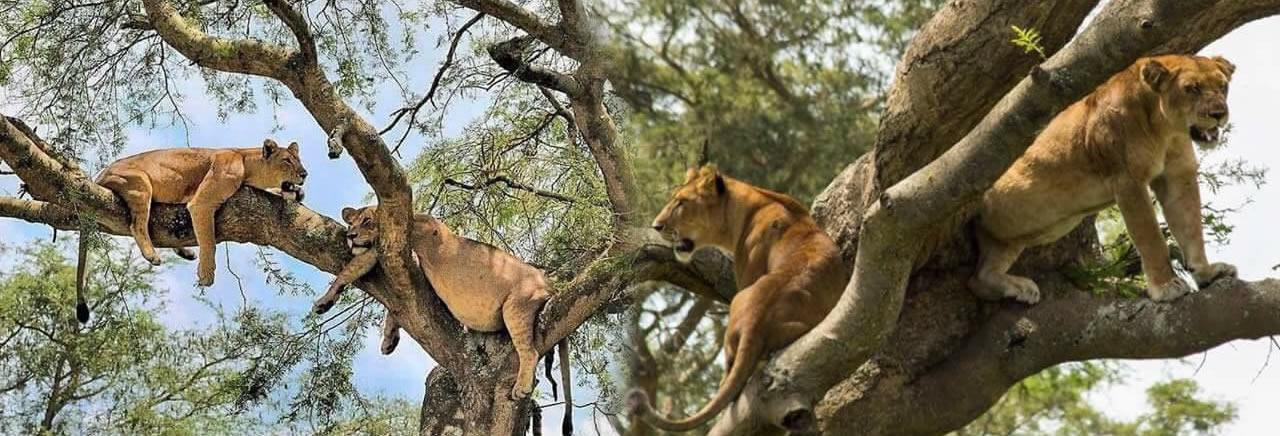 tree_climbing_lions_inshasha
