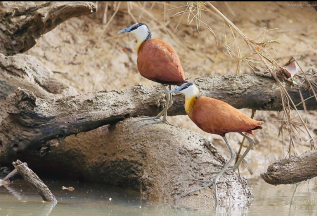 best_uganda_forest_birding_safari