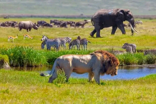 lion_zebra_elephant_in_a_national_park