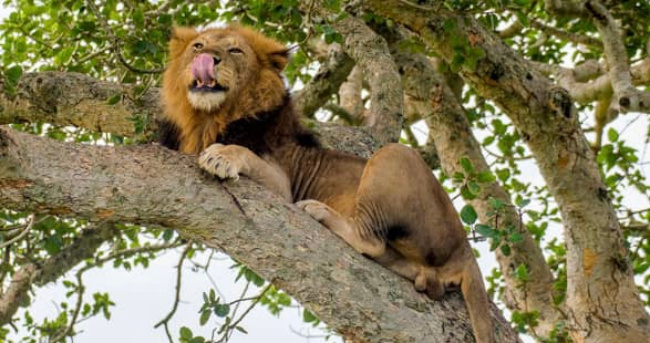 tree_climbing_lions
