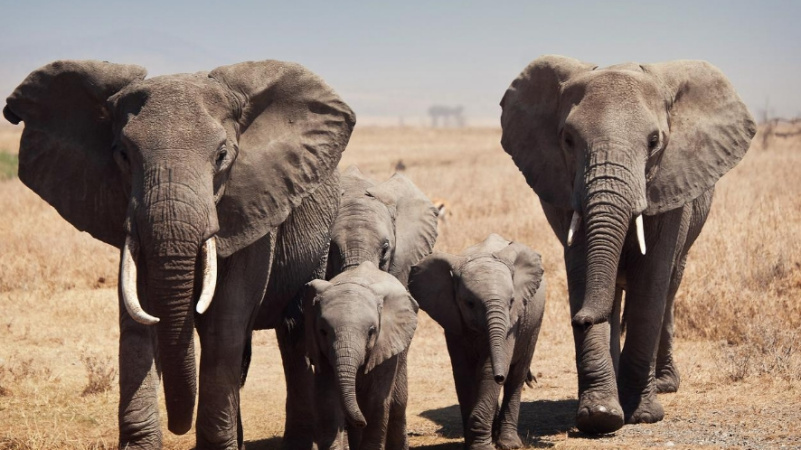 elephants_wildlife_safaris
